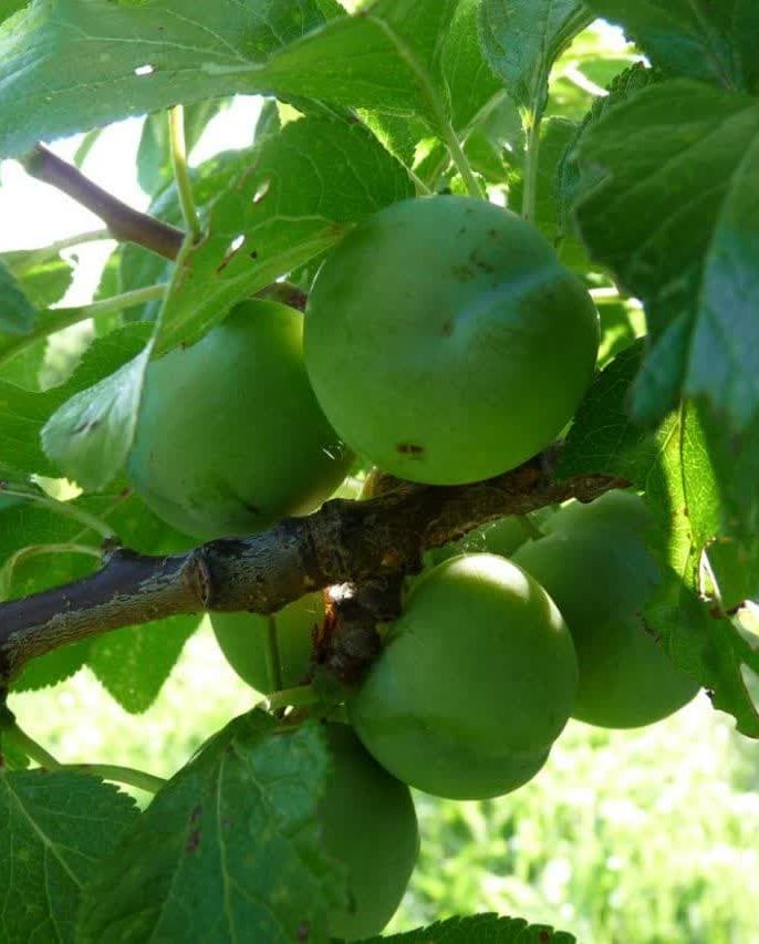 راهنمای کاشت نهال گوجه سبز سلطانی