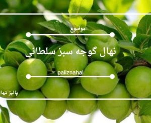 نهال گوجه سبز سلطانی