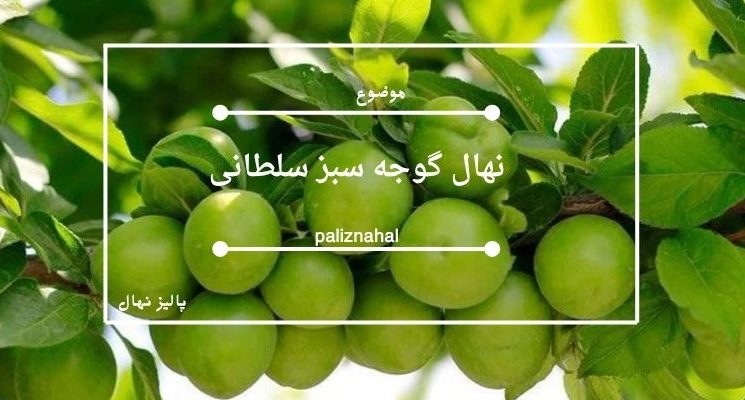 نهال گوجه سبز سلطانی