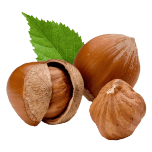 نهال فندق تک شاخه