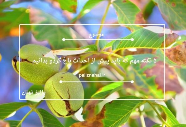 ۵ نکته مهم که باید پیش از احداث باغ گردو بدانیم