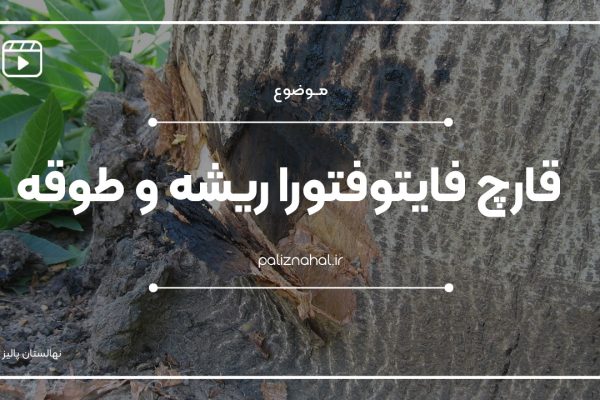 بیماری پوسیدگی ریشه و طوقه درختان گردو ناشی از قارچ فایتوفتورا چگونه است؟