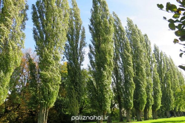 نهال صنوبر کبود سیاه تبریزی