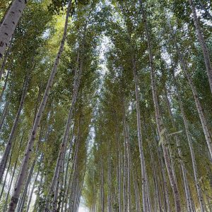 نهال صنوبر اسرائیلی