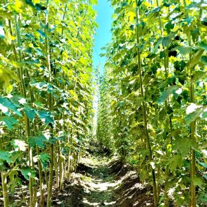 نهال صنوبر کبود سیاه تبریزی