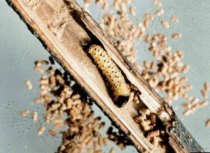 راه‌های جلوگیری از آلودگی مجدد