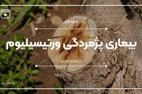 چگونه بیماری پژمردگی ورتیسیلیوم را تشخیص دهیم؟ و روش‌های مبارزه و کنترل بیماری