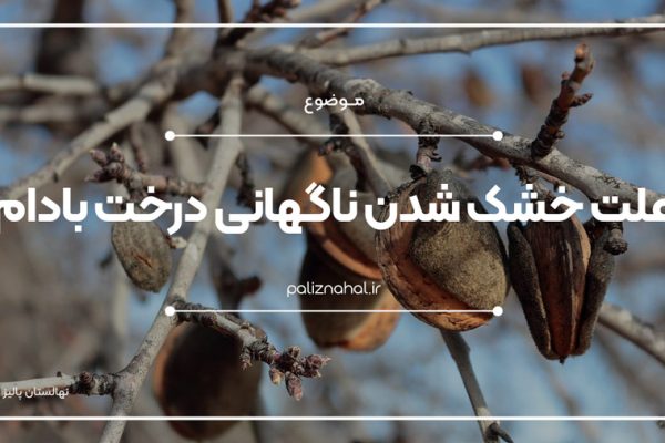 علت گل ندادن و خشک شدن ناگهانی درخت بادام