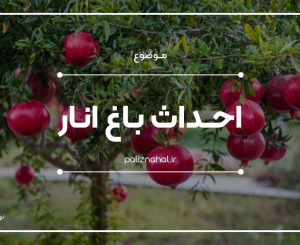 احداث باغ انار