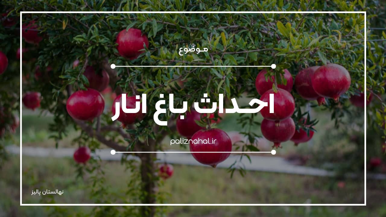 احداث باغ انار