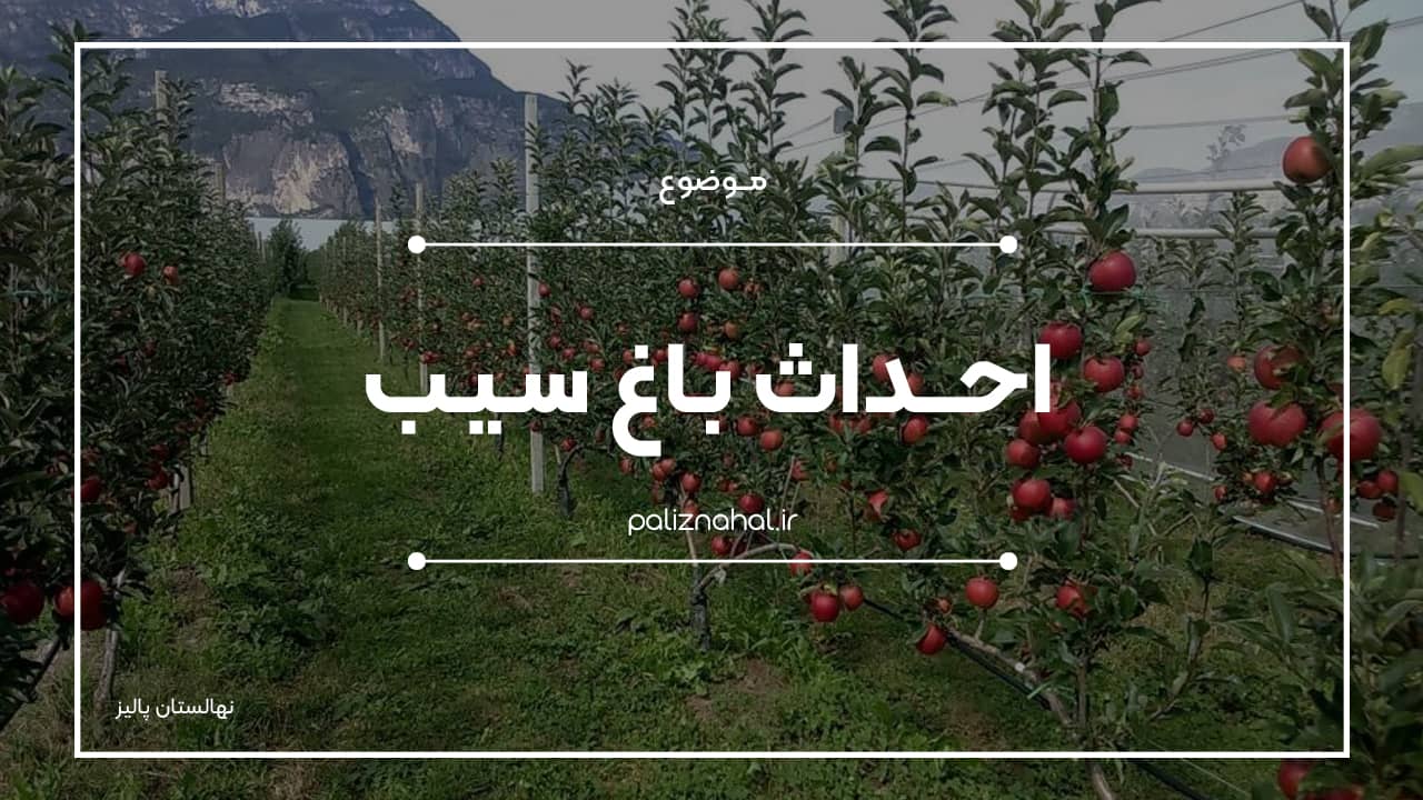 رمز و راز احداث باغ سیب پرمحصول چیست؟
