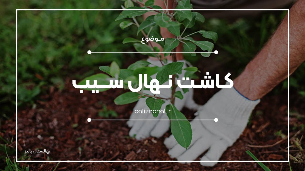 اصول کاشت نهال سیب