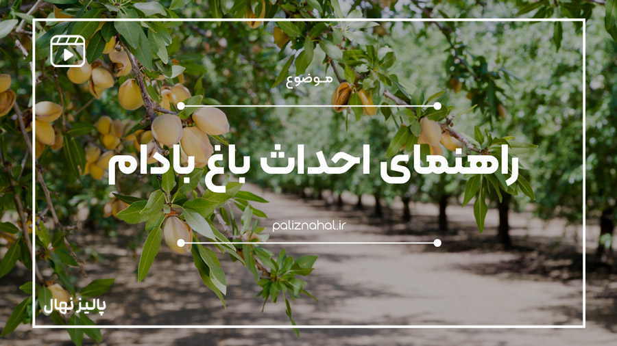 راهنمای تخصصی احداث باغ بادام تایید شده توسط جهاد کشاورزی