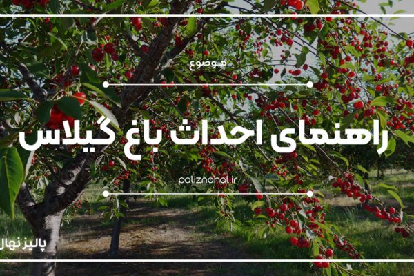 باغداران حرفه ای چگونه باغ گیلاس را احداث میکنند؟
