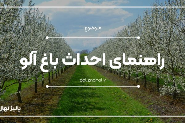 بهترین روش احداث باغ آلو