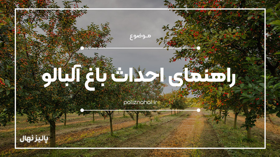 رمز و راز احداث باغ آلبالو پرمحصول از نظر باغداران حرفه ای چیست؟
