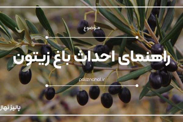 رمزهای موفقیت باغداران در احداث باغ زیتون