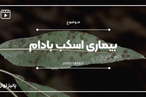 چگونه بیماری اسکب بادام را شناسایی و با آن مبارزه کنیم؟