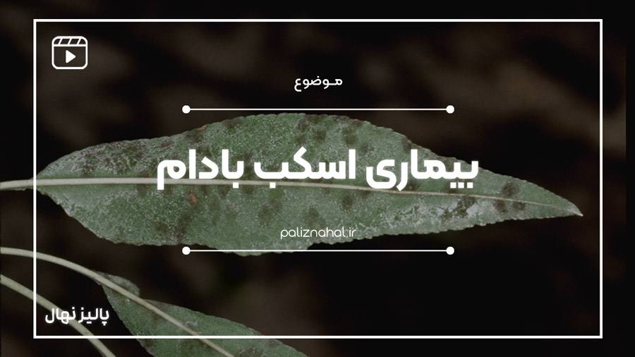 بیماری اسکب بادام