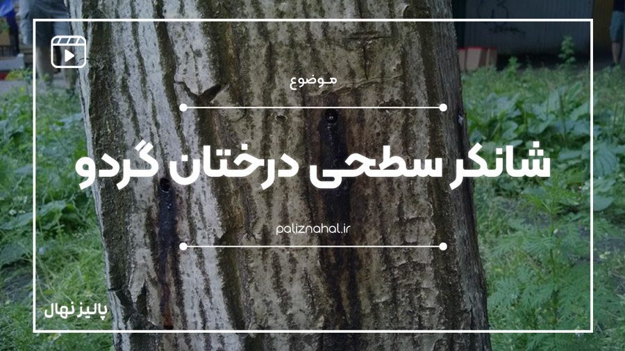 بیماری شانکر سطحی گردو