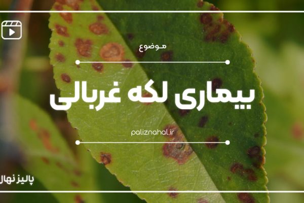 بیماری لکه غربالی چگونه به درخت بادام؛ هلو؛ شلیل و زردآلو خسارت میزند؟