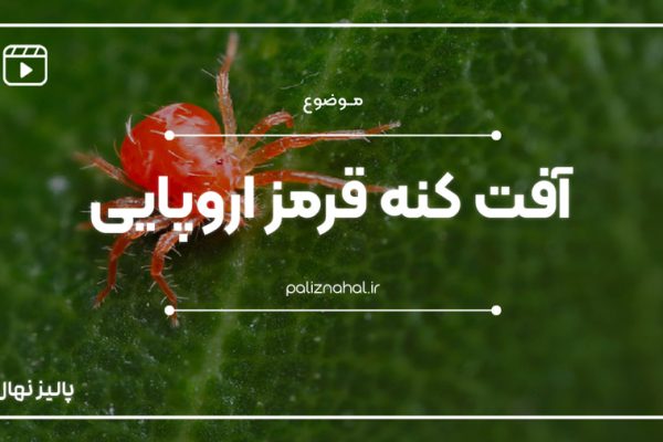 آفت کنه قرمز اروپایی چیست و چه خساراتی به درخت میزبان وارد میکند؟