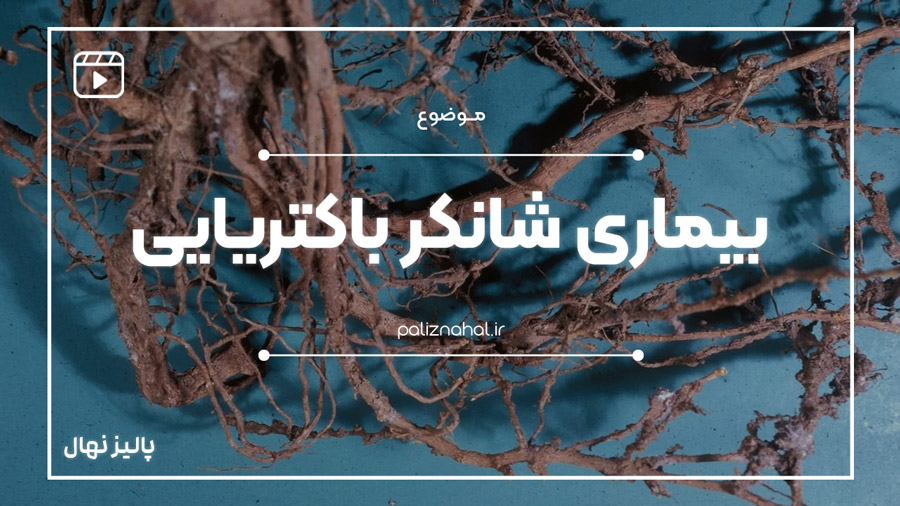 بیماری شانکر باکتریایی