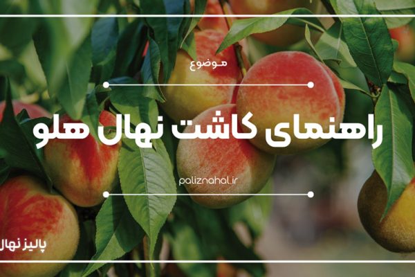 آنچه لازم است تا هنگام کاشت نهال هلو بدانیم