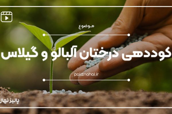 بهترین برنامه کوددهی برای درختان آلبالو و گیلاس چیست؟