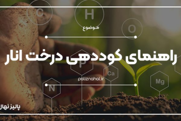 دستورالعمل کوددهی درختان انار که باردهی باغ را تا 2 برابر افزایش میدهد