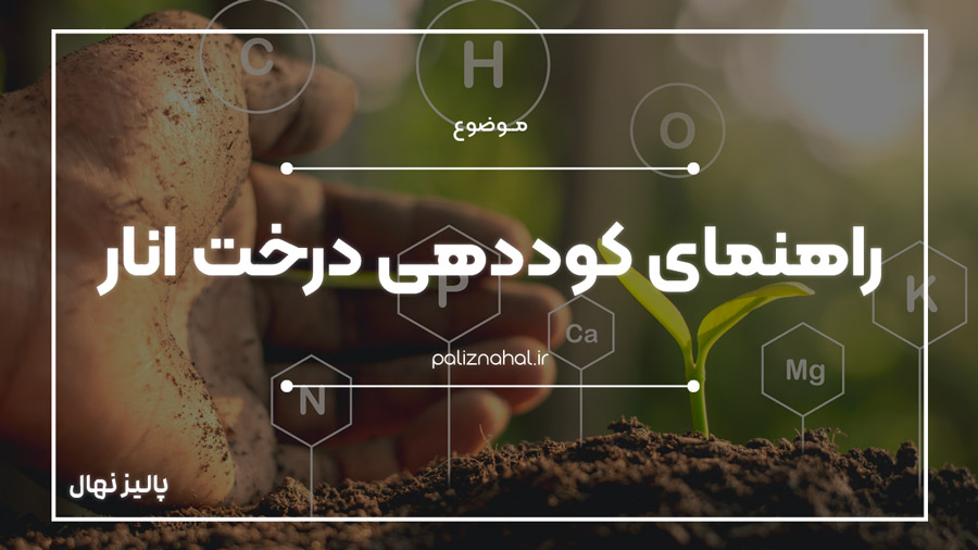 درخت انار به چه کودهایی نیاز دارد؟