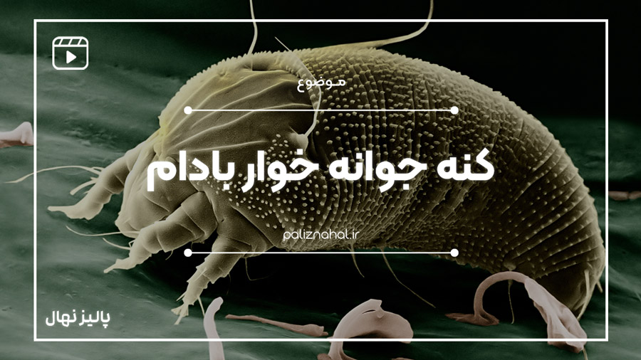 کنه جوانه خوار بادام