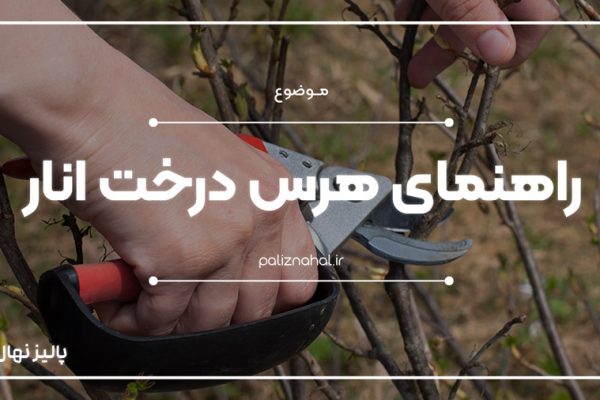 هرس درخت انار چگونه است؟