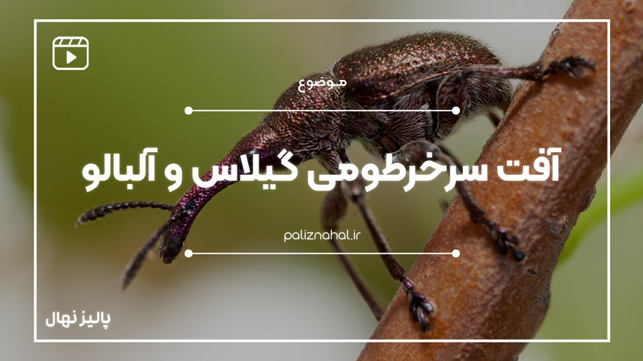 آفت سرخرطومی گیلاس و آلبالو
