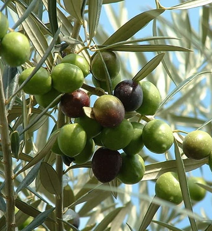 انتخاب نهال مناسب برای کاشت زیتون