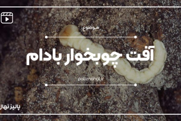 روش تشخیص آفت چوب خوار بادام