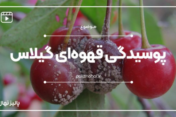 همه چیز درباره بیماری پوسیدگی قهوه ای در باغ‌های گیلاس