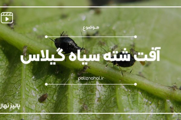 چگونه با آفت شته سیاه گیلاس در باغ مبارزه کنیم؟