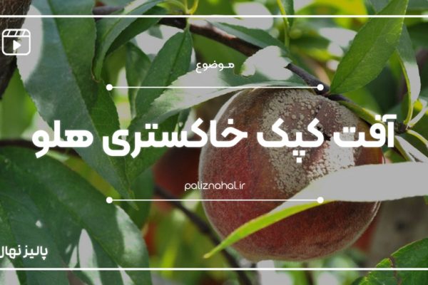 آفت پوسیدگی سبز میوه هلو (کپک خاکستری)