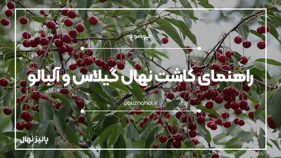 کاشت نهال گیلاس و آلبالو {راهنمای تخصصی کاشت،پرورش نهال و برداشت}