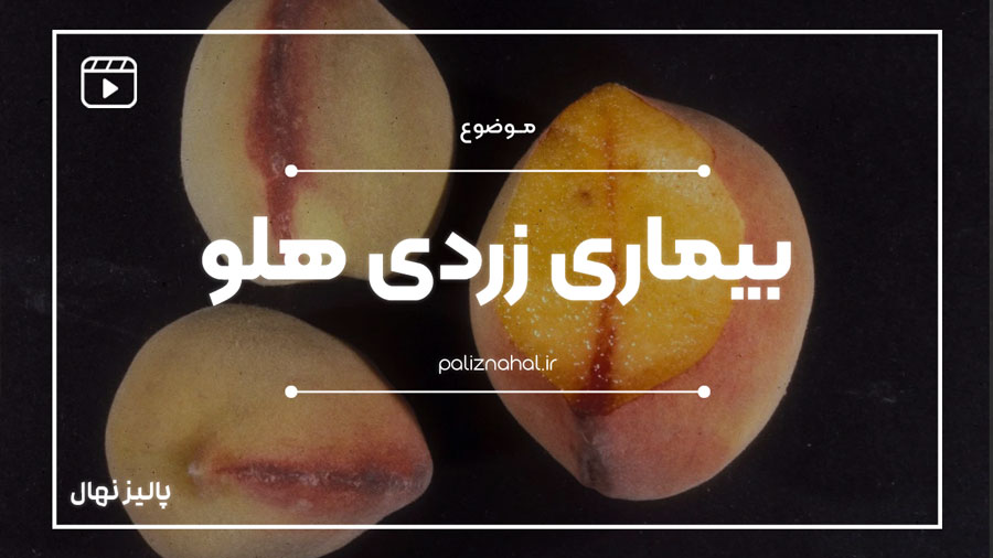 بیماری زردی هلو