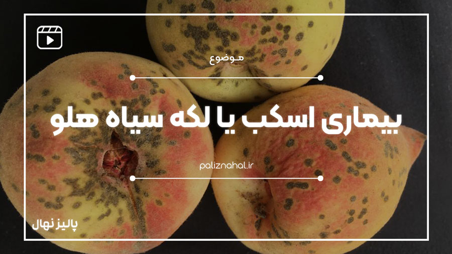 بیماری اسکب یا لکه سیاه هلو