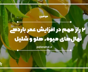 2 راز مهم باردهی درخت زردآلو