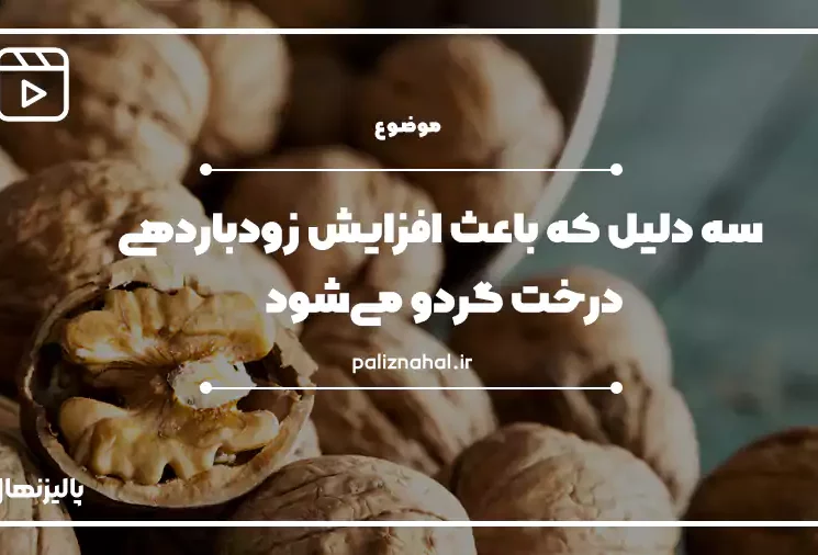 افزایش زودباردهی درخت گردو