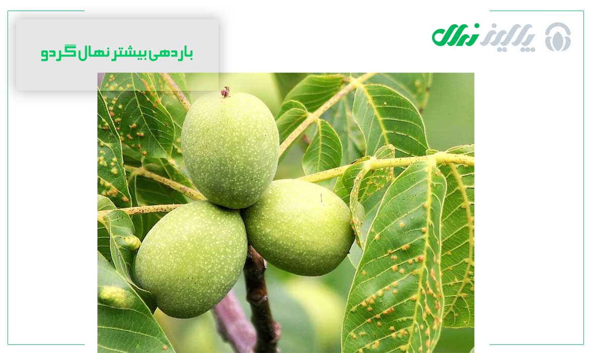 باردهی بیشتر نهال گردو