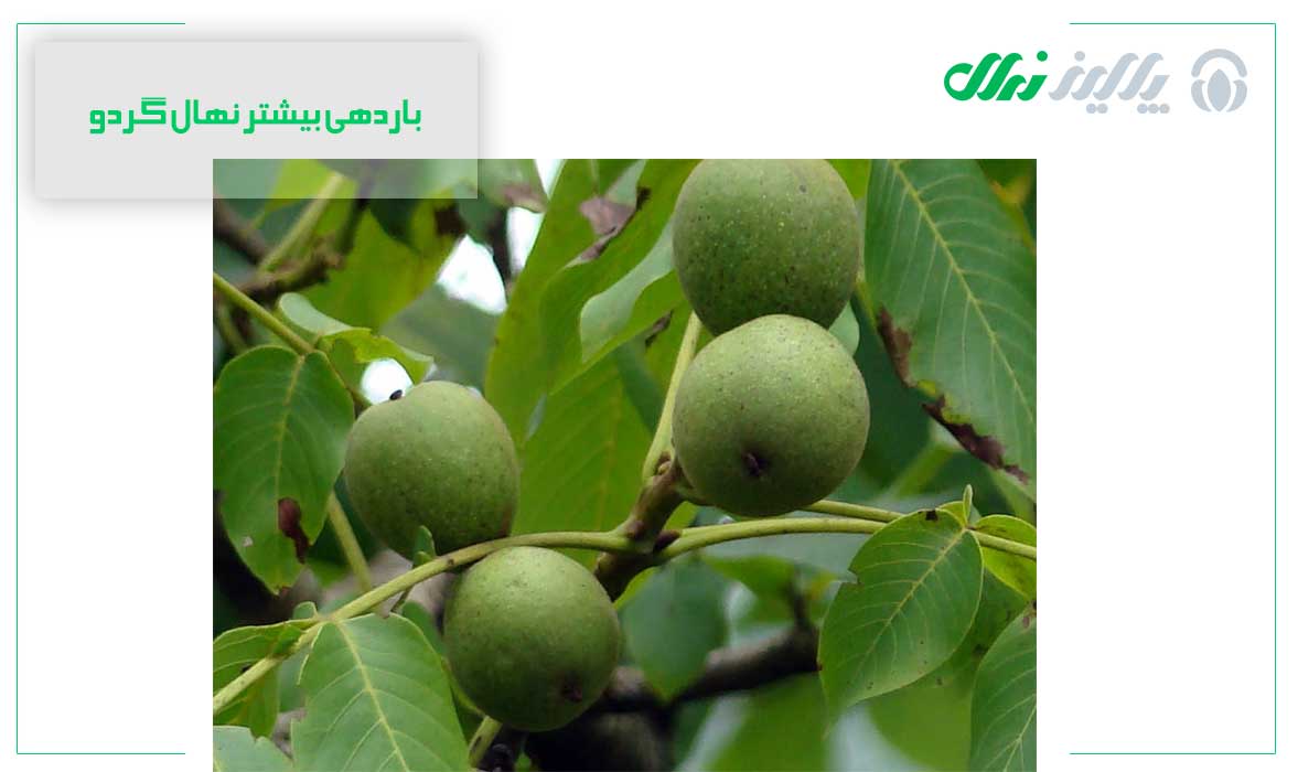باردهی بیشتر نهال گردو