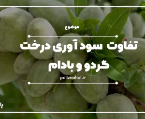 تفاوت سود آوری درخت گردو و بادام
