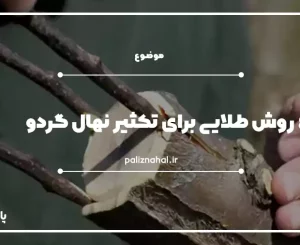 تکثیر گردو