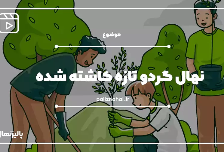 نهال گردو تازه کاشته شده 1