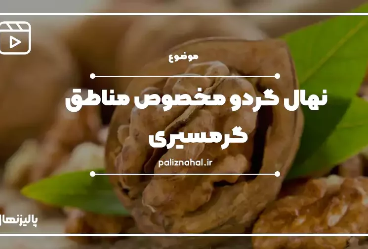 نهال گردو مخصوص مناطق گرمسیری